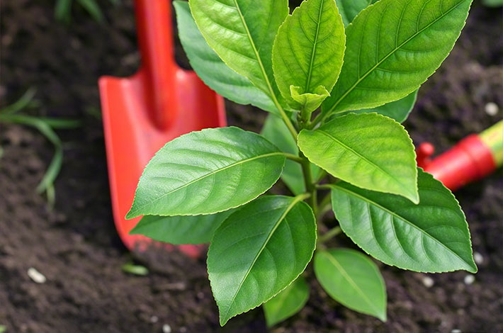 土壤改良修復(fù) 土壤改良修復(fù)